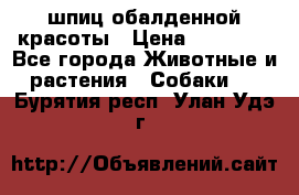 шпиц обалденной красоты › Цена ­ 22 000 - Все города Животные и растения » Собаки   . Бурятия респ.,Улан-Удэ г.